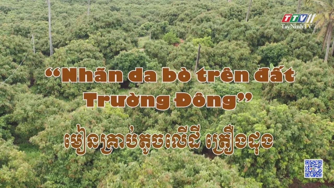 Nhãn da bò trên đất Trường Đông | NÔNG NGHIỆP TÂY NINH | TayNinhTVToday